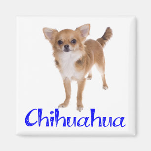 Langhaar Chihuahua Welpe Hund Magnet
