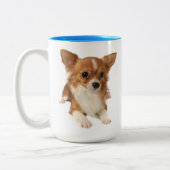 Langhaar Chihuahua Welpe Hund Zweifarbige Tasse (Links)