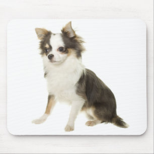 Langhaar-Chihuahua-Welpen-Hund-Computermauspad Mousepad
