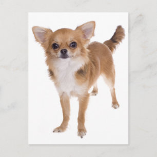 Langhaar Chihuahua Welpen Hund Postkarte