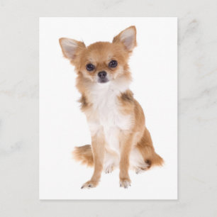 Langhaar Chihuahua Welpen Hund Postkarte