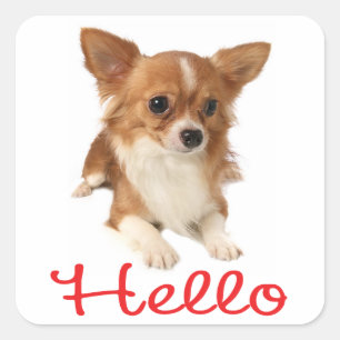 Langhaar Chihuahua Welpenhund Rot Hallo Quadratischer Aufkleber