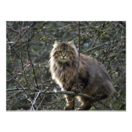 Langhaar Tablette Katze Tierfütterung Foto drucken