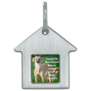 Langhaar Whippet-Hunde Tiermarke