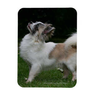 Langhaarige Chihuahua, die Kamera betrachten Magnet