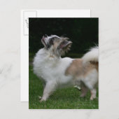 Langhaarige Chihuahua, die Kamera betrachten Postkarte (Vorne/Hinten)