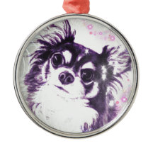 Langhaarige Chihuahua