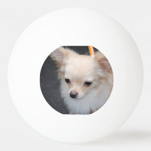 Langhaarige Chihuahua Tischtennisball