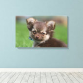 Langhaarige Chihuahua-Welpe mit Blick auf die Kame Leinwanddruck (Insitu (Holzboden))