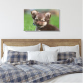 Langhaarige Chihuahua-Welpe mit Blick auf die Kame Leinwanddruck (Insitu (Schlafzimmer))