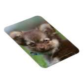 Langhaarige Chihuahua-Welpe mit Blick auf die Kame Magnet (Rechte Seite)