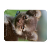 Langhaarige Chihuahua-Welpe mit Blick auf die Kame Magnet (Horizontal)