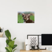 Langhaarige Chihuahua-Welpe mit Blick auf die Kame Poster (Heimbüro)