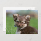 Langhaarige Chihuahua-Welpe mit Blick auf die Kame Postkarte (Vorne/Hinten)