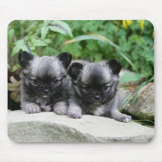 Langhaarige Chihuahua-Welpen Mousepad (Vorne)