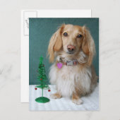 Langhaarige Dackel auf einem Korbtisch Postkarte (Vorne/Hinten)