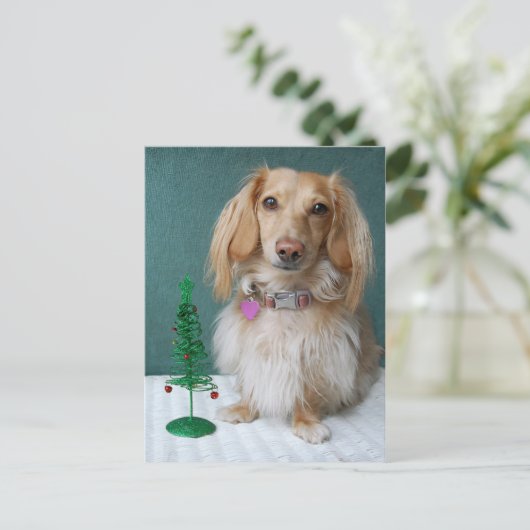 Langhaarige Dackel auf einem Korbtisch Postkarte (Stehend Vorderseite)