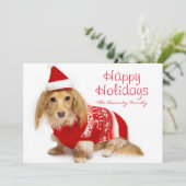 Langhaarige Dackel, die ein rotes Weihnachten (Stehend Vorderseite)