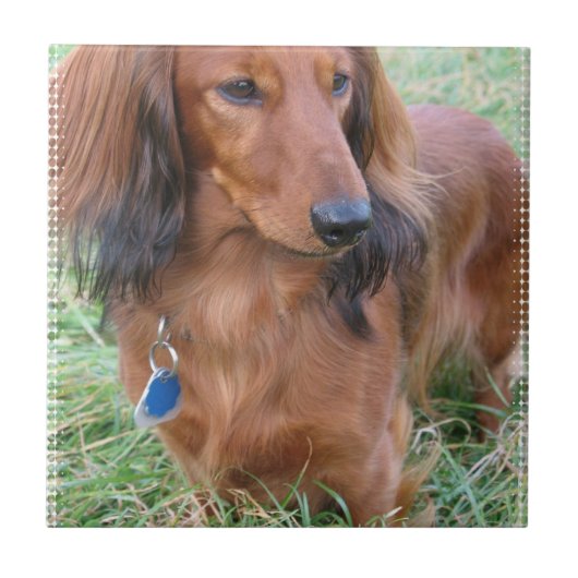 Langhaarige Dackel-Fliese Fliese (Vorderseite)