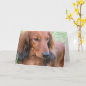 Langhaarige Dackel-Gruß-Karte Karte (Gelbe Blume)