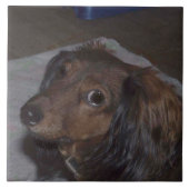Langhaarige Dackel-Keramik-Fliese Fliese (Vorderseite)
