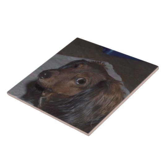 Langhaarige Dackel-Keramik-Fliese Fliese (Seite)