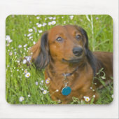 langhaarige Dackel Mousepad (Vorne)