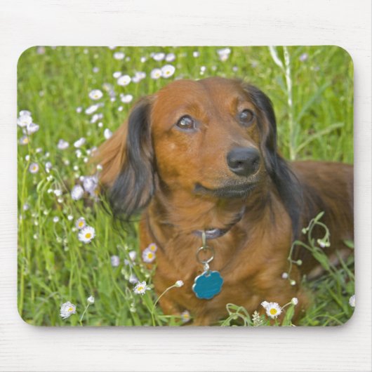 langhaarige Dackel Mousepad (Vorne)