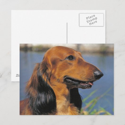 Langhaarige Dackel Postkarte (Vorne/Hinten)