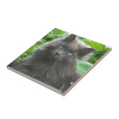 Langhaarige graue Russische blaue Katze Fliese (Seite)