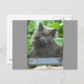 Langhaarige graue Russische blaue Katze Postkarte (Vorne/Hinten)