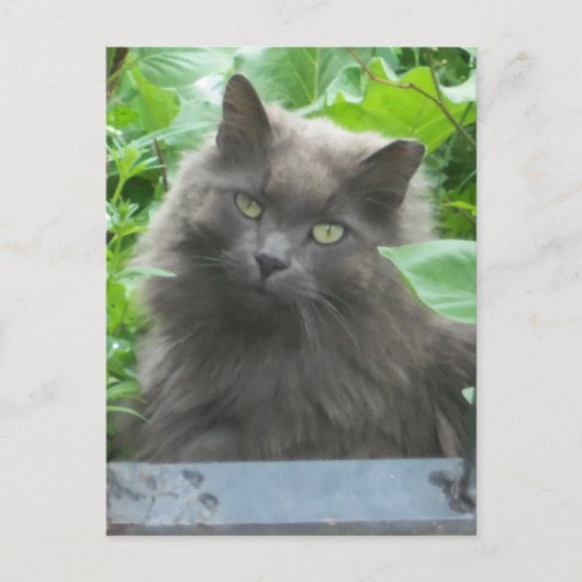 Langhaarige graue Russische blaue Katze Postkarte (Vorderseite)