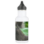 Langhaarige graue Russische blaue Katze Trinkflasche (Rechts)