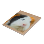 Langhaarige Guinea Pig Fliese (Seite)