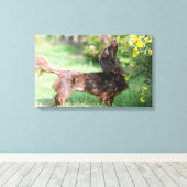 Langhaarige Miniatur Dackel 1 Leinwanddruck (Insitu (Holzboden))