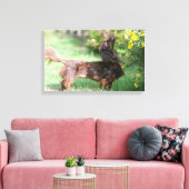 Langhaarige Miniatur Dackel 1 Leinwanddruck (Insitu (Wohnzimmer))
