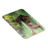 Langhaarige Miniatur Dackel 1 Magnet (Rechte Seite)