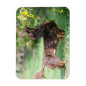 Langhaarige Miniatur Dackel 1 Magnet (Vertikal)