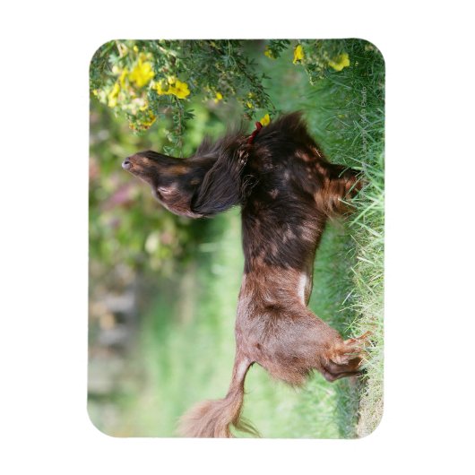 Langhaarige Miniatur Dackel 1 Magnet (Vertikal)