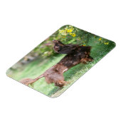 Langhaarige Miniatur Dackel 1 Magnet (Linke Seite)