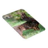 Langhaarige Miniatur Dackel 1 Magnet (Rechte Seite)