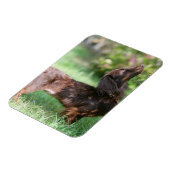 Langhaarige Miniatur Dackel 1 Magnet (Linke Seite)