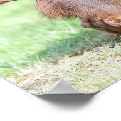 Langhaarige Miniatur Dackel 1 Poster (Ecke)