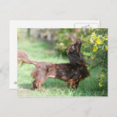 Langhaarige Miniatur Dackel 1 Postkarte (Vorne/Hinten)