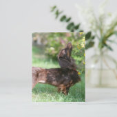 Langhaarige Miniatur Dackel 1 Postkarte (Stehend Vorderseite)