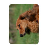 Langhaarige Miniatur Dackel 2 Magnet (Vertikal)