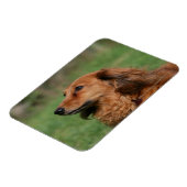 Langhaarige Miniatur Dackel 2 Magnet (Linke Seite)
