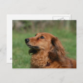 Langhaarige Miniatur Dackel 2 Postkarte (Vorne/Hinten)