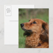 Langhaarige Miniatur Dackel 2 Postkarte (Vorne/Hinten)