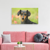 Langhaarige Miniatur-Dackel-Welpe Leinwanddruck (Insitu (Wohnzimmer))